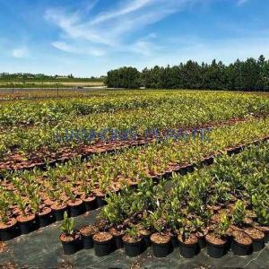 How to Choose Weed Mat for Garden? How to Choose Weed Mat for Garden?