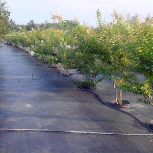 What is Weed Barrier? 3 Types of Weed Barrier What is Weed Barrier? 3 Types of Weed Barrier