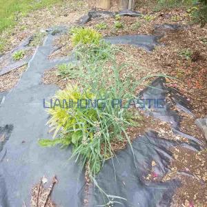 How to Remove Landscape Fabric?