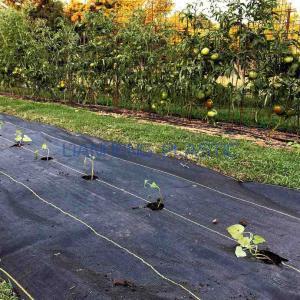 Can I Put Weed Barrier Over Weeds? Will It Kill the Weeds? Can I Put Weed Barrier Over Weeds? Will It Kill the Weeds?