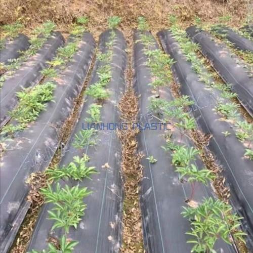 Agriculture Plastic Cover